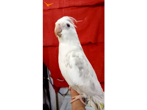 Albino erkek sultan