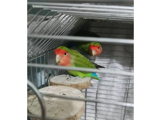 ÇİFT SEVDA PAPAĞANI, BÜYÜK BOY KAFES İLE TAKIM OLARAK