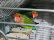 ÇİFT SEVDA PAPAĞANI, BÜYÜK BOY KAFES İLE TAKIM OLARAK