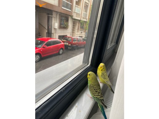 Çift Muhabbet Kuşu