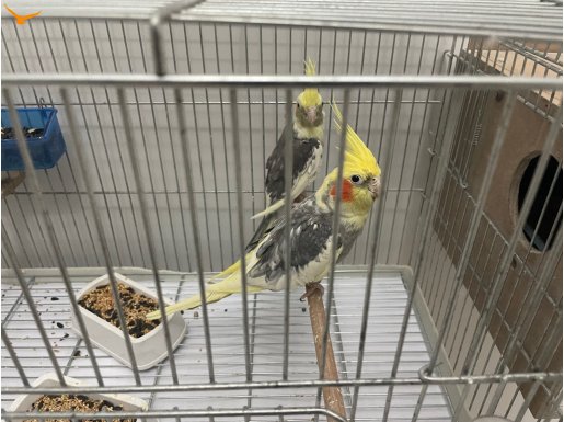 Çift Sultan Papağanı 1.5 yaş