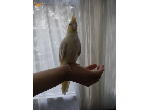 3 aylık 3 kardeş satılık 