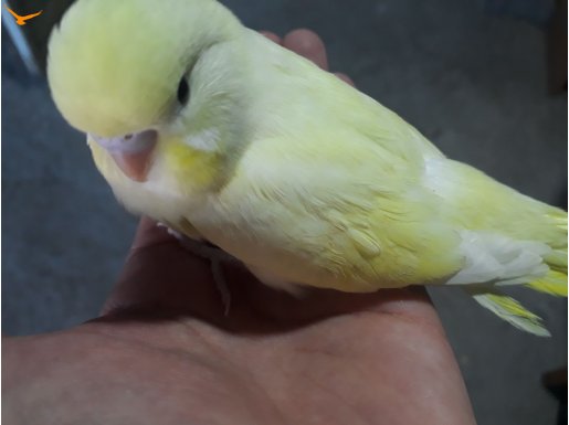 Kremio-Albino-Tepeli-Renkli Muhabbet Yavruları İstanbul !!!