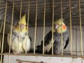 Evcil yerli üretim sultan papağanı 