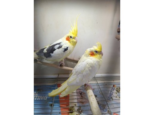 Sultan papağan çiftimiz özel kafesi ile verilecektir