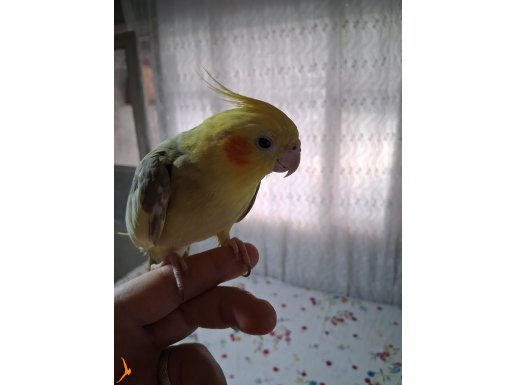 Erkek konuşan azgın 