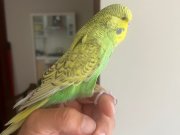 4 aylık erkek jumbo yavru 