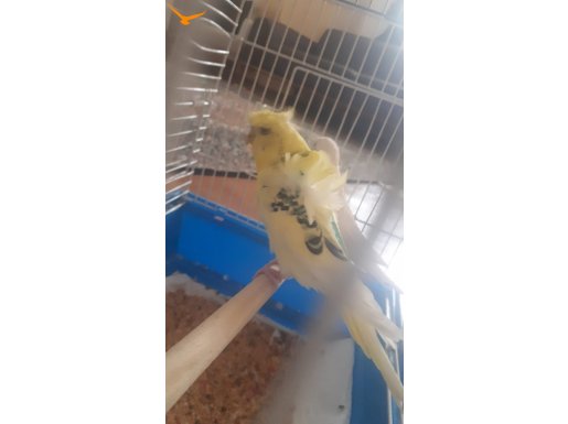 Erkek Japones Çift Kanat