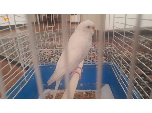 Albino Dişi Muhabbet Kuşu Çiftleşmeye Hazır