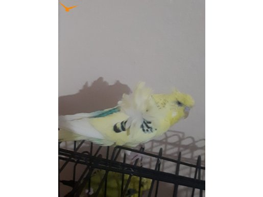 Disi Japones Muhabbet Kuşu