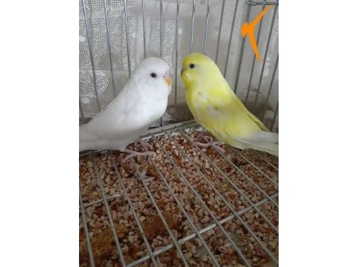 8 aylık çift muhabbet kuşu 