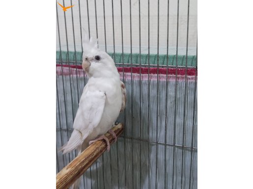 Dişi albino sultan papağanı 
