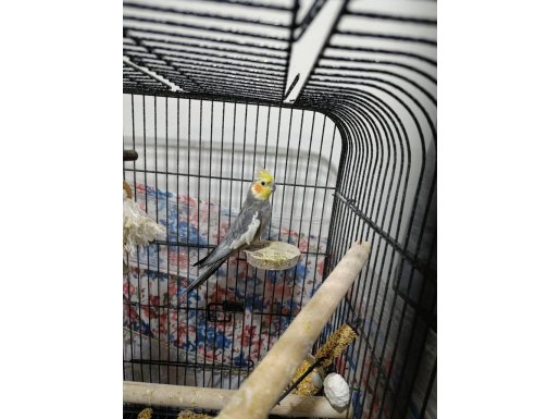 Ötüşüyle Evi Şenlendiren Kafesiyle Birlikte Sultan Papağanı