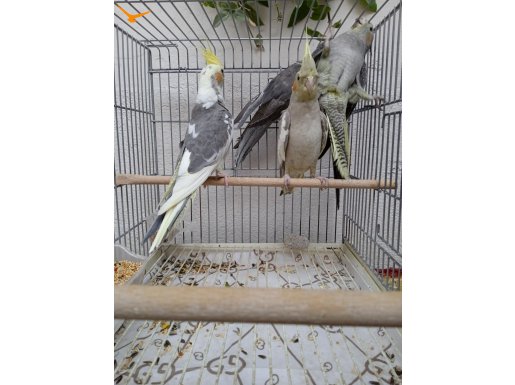 Sağlıklı kuşlar