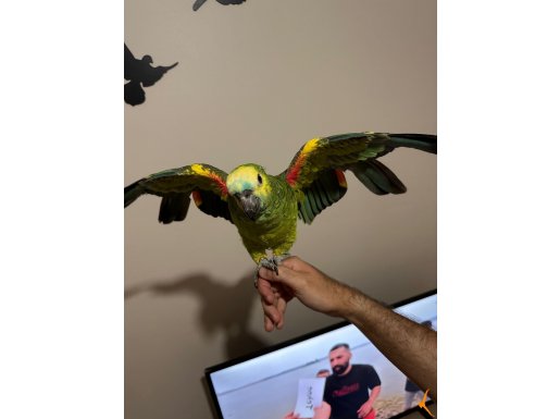 Harika Evcil konuşan Bluefront california amazon papağanı