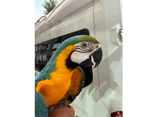 DEV BOY TÜRKİYEDE TEK SARI LACİVERT MUTASYON MACAW