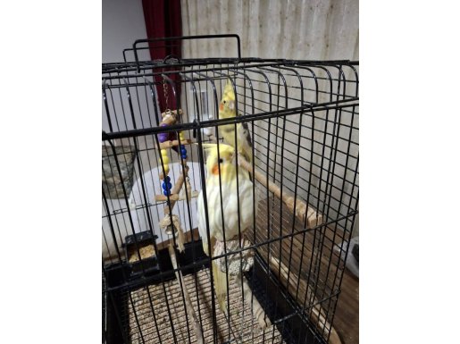 DİŞİ+ERKEK ÇİFT İLE BÜYÜK BOY KAFES VE APARATLARI