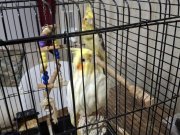 DİŞİ+ERKEK ÇİFT İLE BÜYÜK BOY KAFES VE APARATLARI