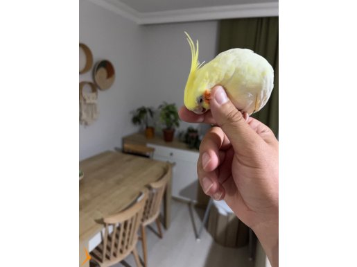 Ele kola gelir ısırmaz full evcil 