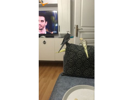 Yavrular 1 disi1 erkek