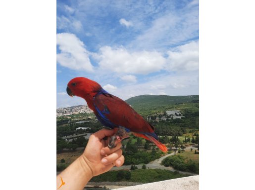 MÜKEMMEL BİR ECLESTUS BEBIS YEME BASLADI 3 AYLIK