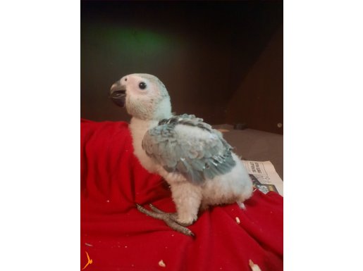 BEBK JAKO BIR AYINI GECTI  TATLIS BEBEK JAKO