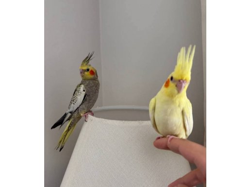 1 Aylık yavru sultan papağanları - 1 erkek 1 Dişi