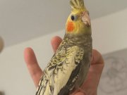 Yavru 2.5 aylık ele alışkın uysal papağan