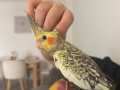 Yavru 2.5 aylık ele alışkın uysal papağan