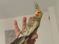 Yavru 2.5 aylık ele alışkın uysal papağan
