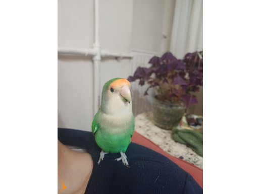 Erkek sevada papağanı 