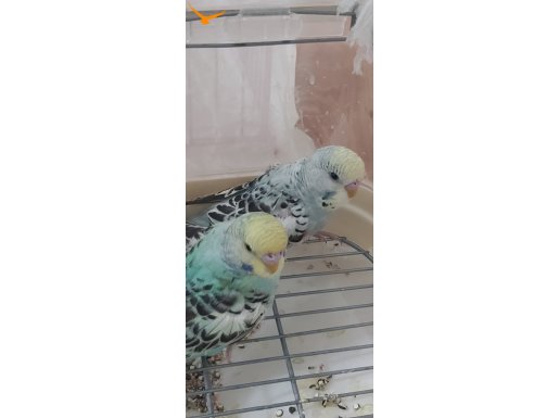 3 aylık muhabbet kuşu yavruları