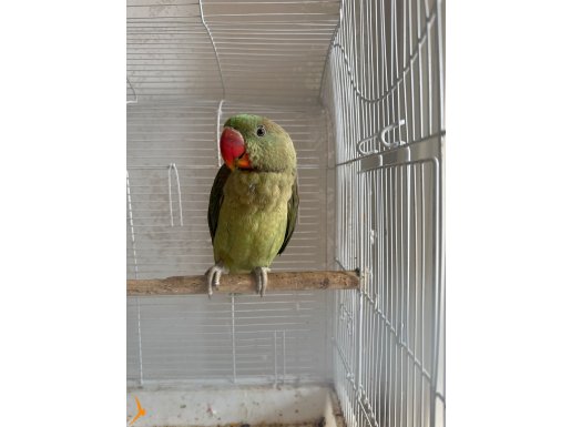 pakistan papağanı