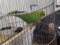 Yarı evcil acill sahiplendirme Pakistan papağanı 