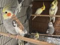 Albino-Lutino-Wf-grey-pied Çiftler Ve Tekleme Genç Kuşlar