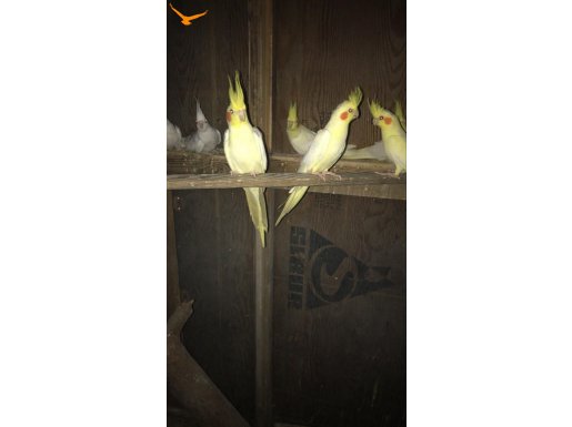 Yeni yeme düşmüş yavrular 