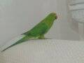 ELAZİG 3 AYLİK SATİLİK PAKİSTAN PAPAGANİ