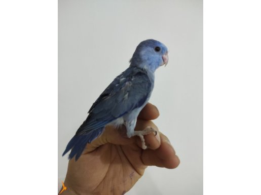 Yavru Blue Forpuslar