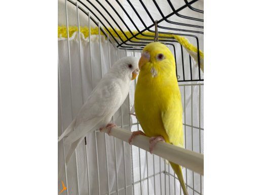3 tane dişi 6 aylık muhabbet