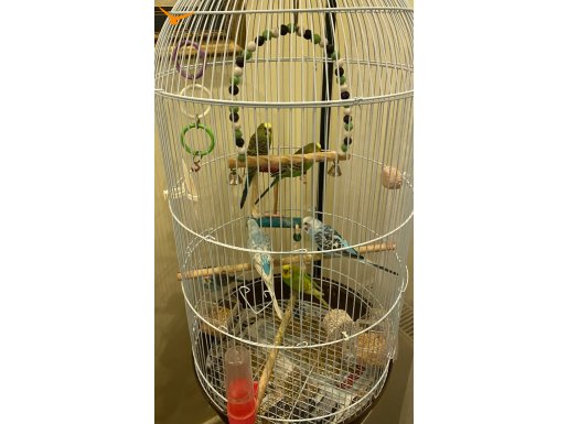 Ev ortamında yetişen muhabbet kuşları 