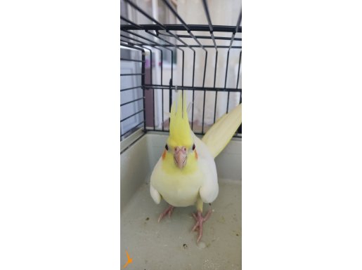 Yeni yeme düşmüş bebeler 