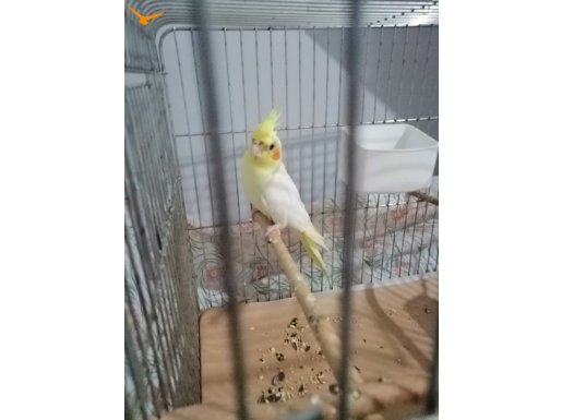 Yerli sultan papağanı  temiz ev kuşu 