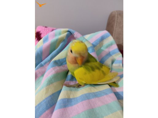 Sevda Papaganı evcil ev kuş yerli temiz saglıklı 