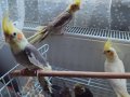 Sultan papaganı yavru ev kuşu
