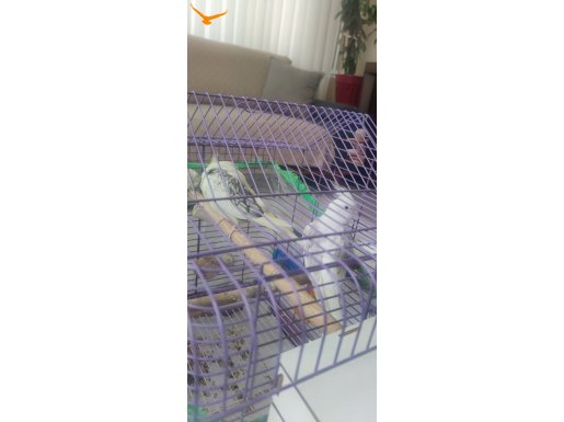 Takım sultanlarım Kızgınlık Yumurtasını Bıraktı 