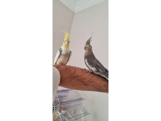 Mükemmel çift sultan papağanı