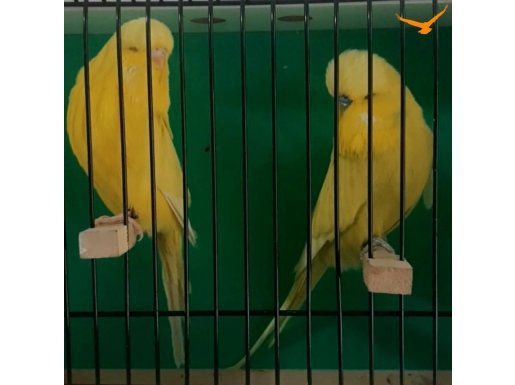 Şowh Jumbo açıklamaları okuyunuz 