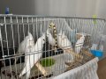 Sağlıklı Kendi Kuşlarımızın Yavruları 