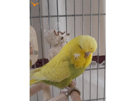 Spangle Sarı Vasıflı Jumbo genç Dişi