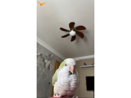 Eminönün gözdesi maskot Kavun (monk papağanı)
